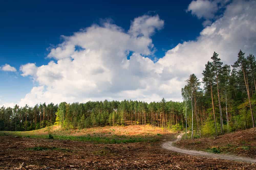Land Clearing / Brush image